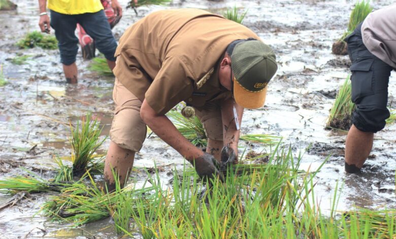 Capai 93 Persen, Pemprov Kalsel Pastikan Target Gernas Tanam Padi Tercapai Tahun 2023
